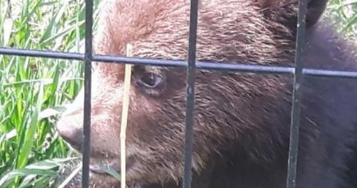 Supreme Court will not hear The Fur-Bearers case about killed bear cub