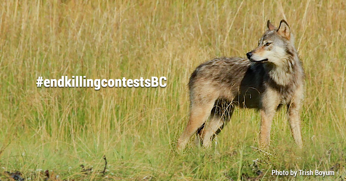 TAKE ACTION: End Wildlife Killing Contests in BC