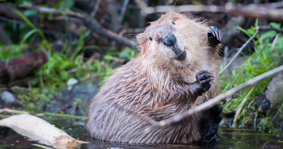 Celebrate International Beaver Day with these fun facts!