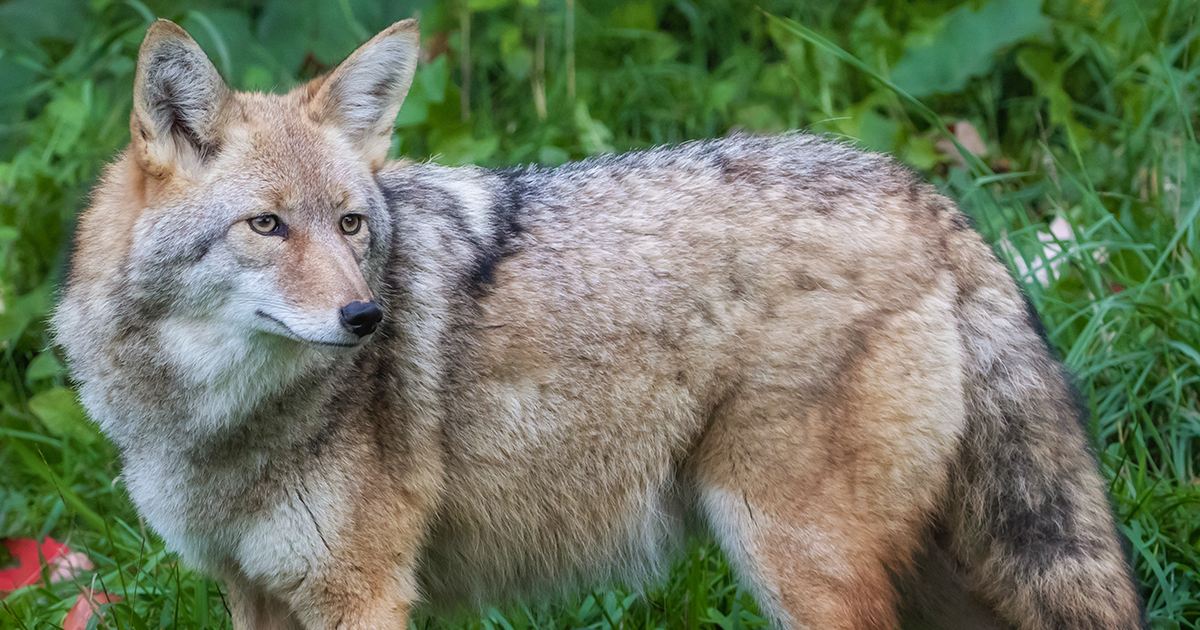 Here’s what to do if you see coyotes near your home or business