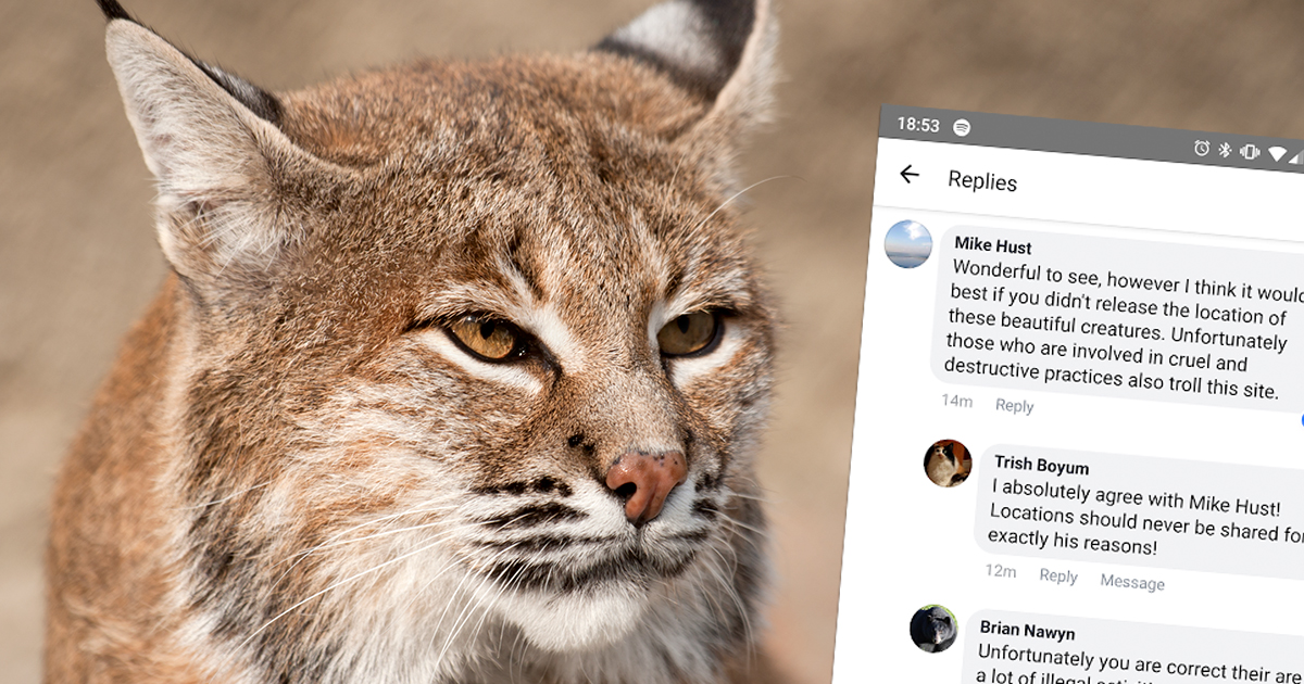 You were right: we deleted the bobcat post