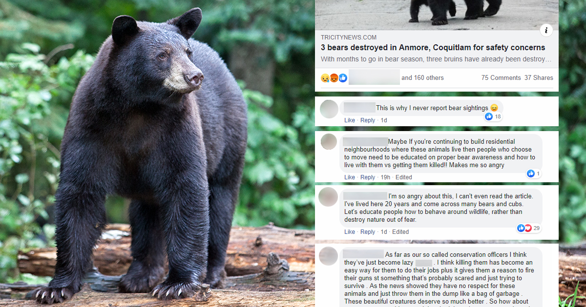 We Can Do Better For BC's Black Bears