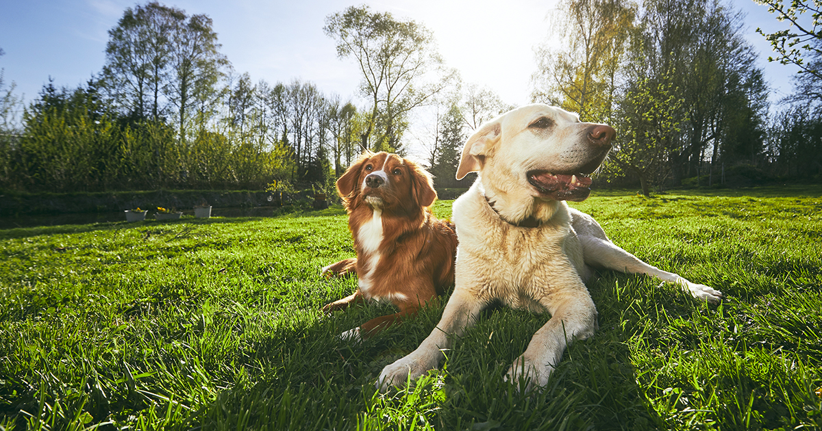 Dog days of summer: tips to keep pets and wildlife safe