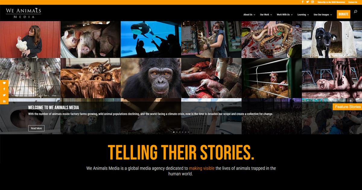 We Animals Media: A new home for the stories of non-human animals