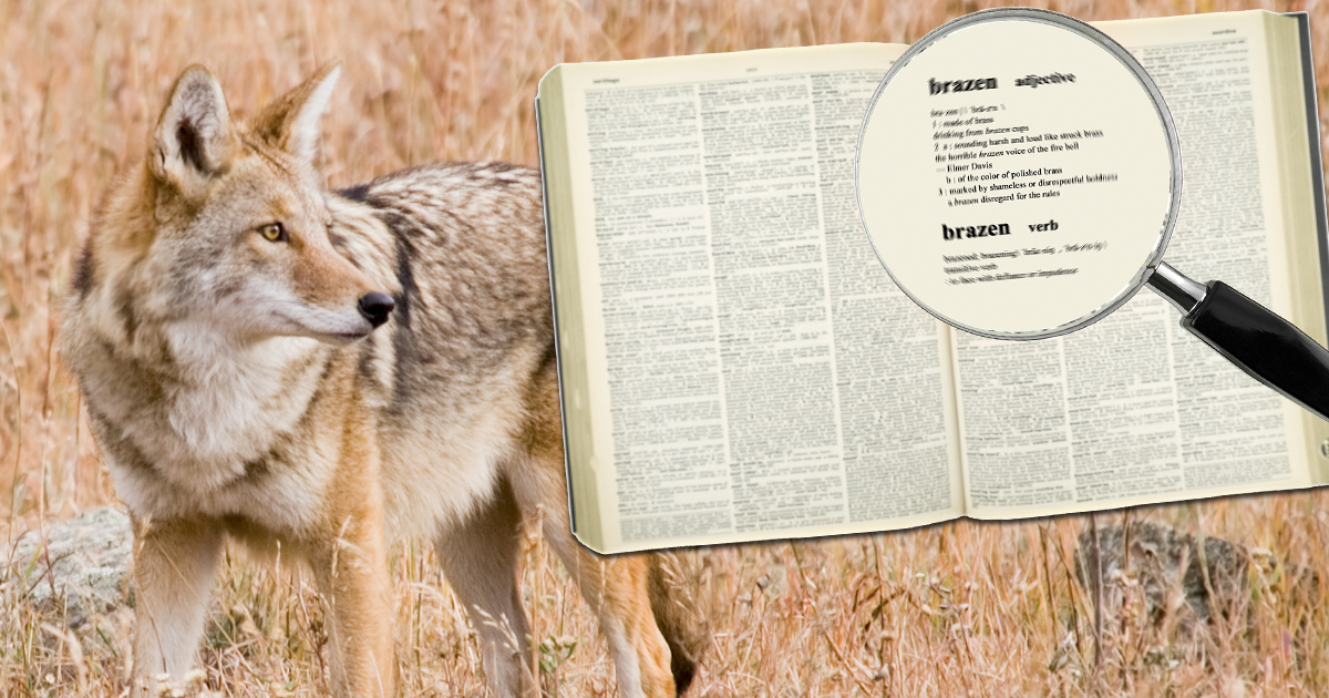 Why do people call coyotes brazen?