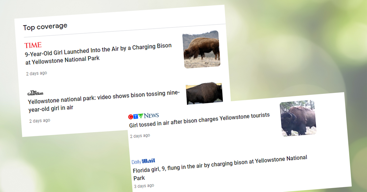 Tourists harass bison into response, media paints bison as villain