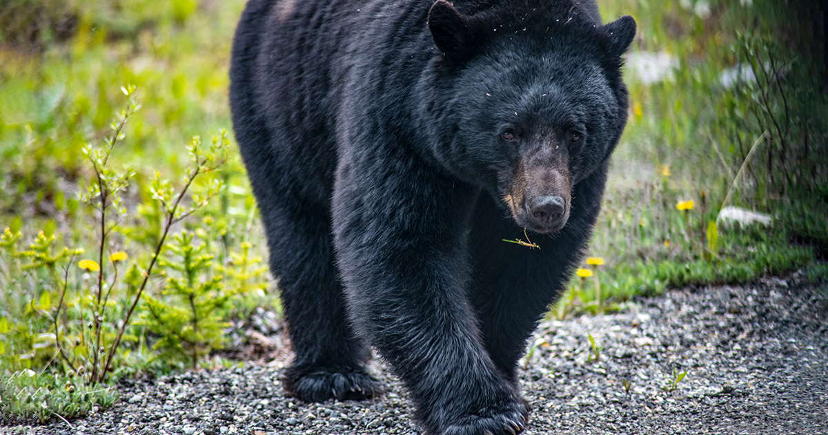 Just the facts: the Conservation Officer Service and bear killings