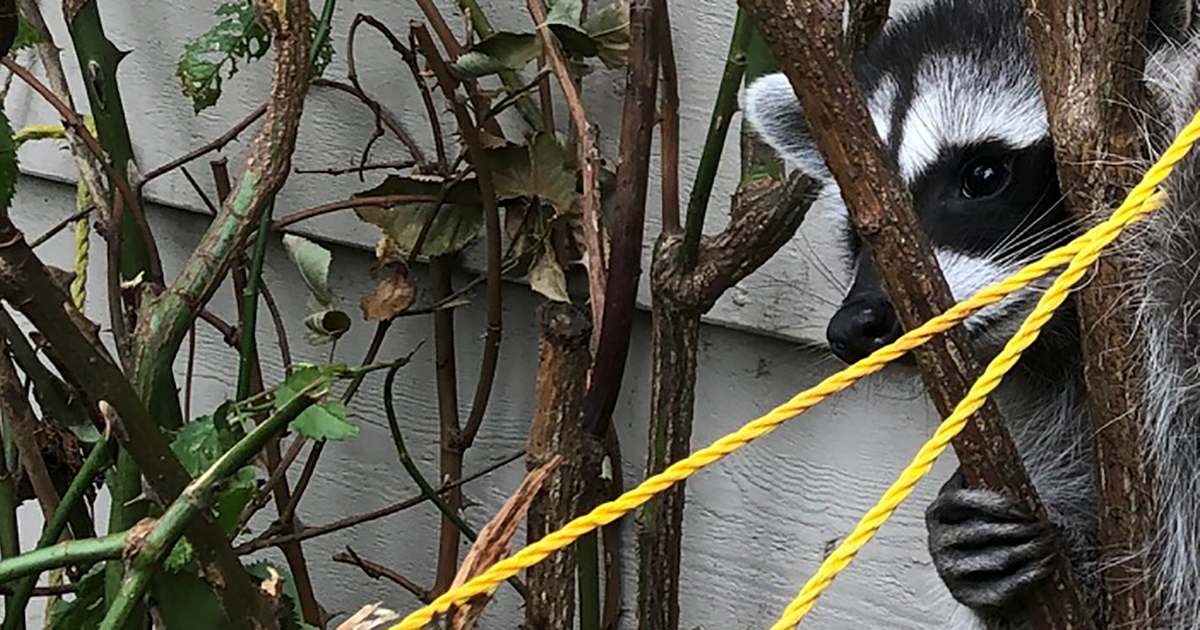 GRAPHIC CONTENT: Langley raccoon maimed by trap, reward issued