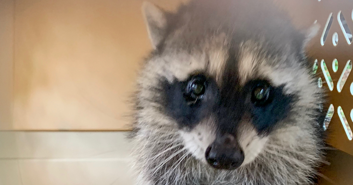 GRAPHIC CONTENT: Langley, BC residents warned after second raccoon found in trap