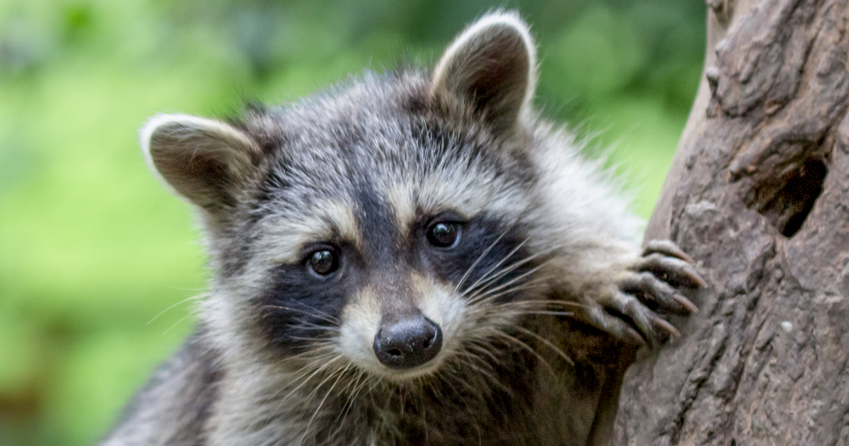 Confirmed: Raccoon killed in Victoria being investigated