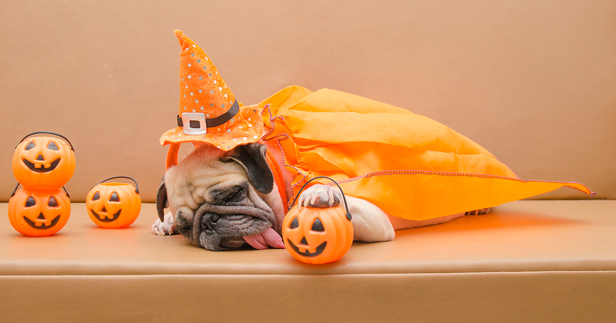 De-spooking: preparing pets for Halloween