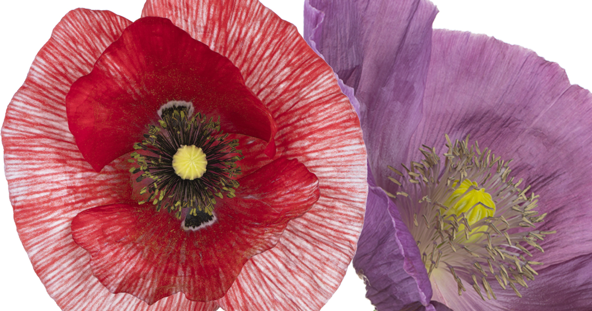 Purple poppies are to remember non-human animal victims of war.