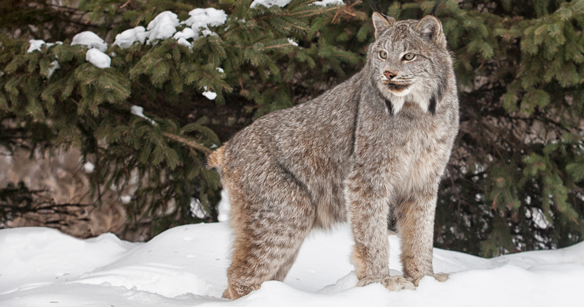 Canada Lynx Five facts: what’s so humane about fur?