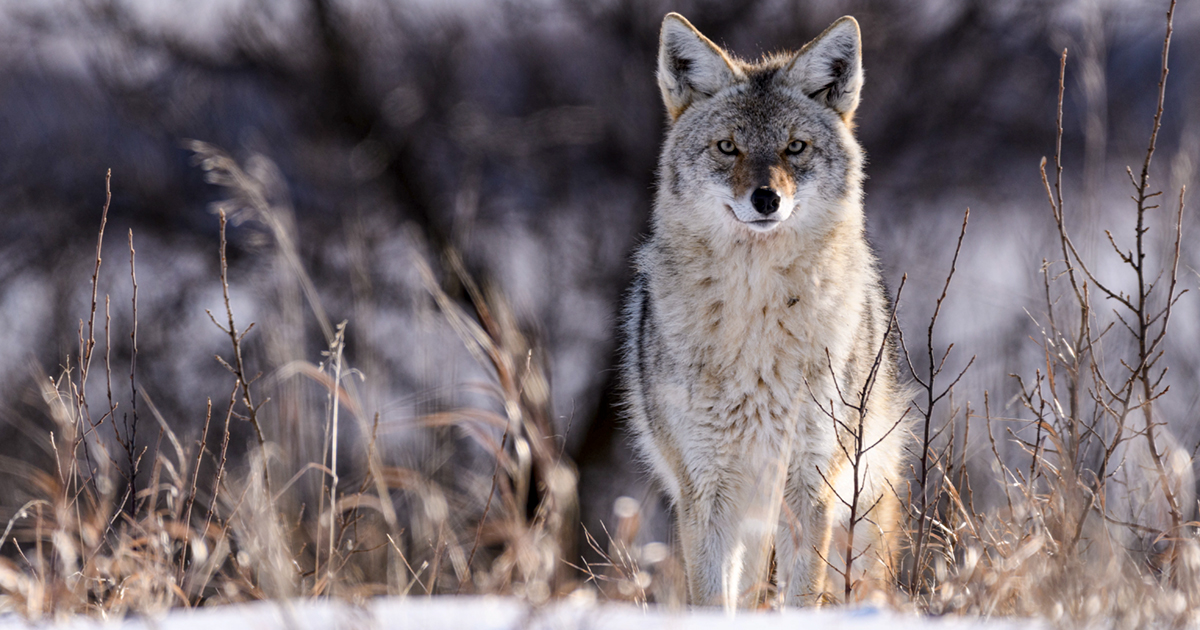 Coyote - Tips to reduce conflict and fear with wildlife for dog and cat families.