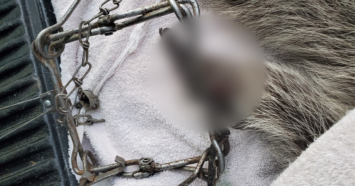 Rewards issued in two cases of raccoons trapped in British Columbia, and a call for action from the province.