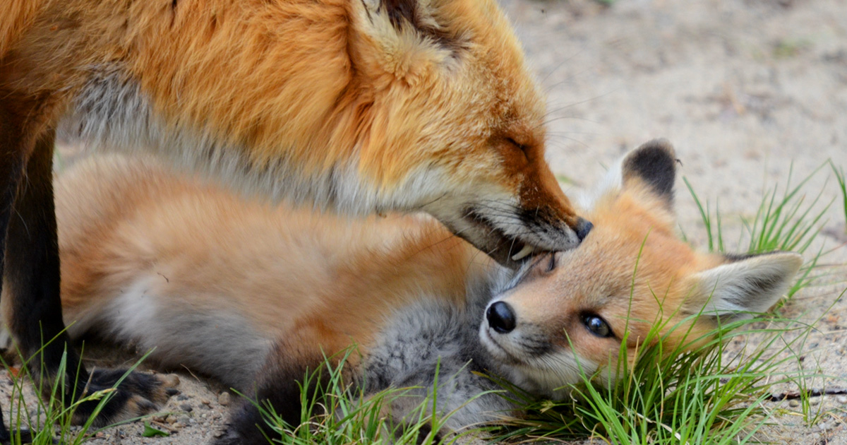 ACTION ALERT: Nova Scotia’s foxes aren’t the problem, people are