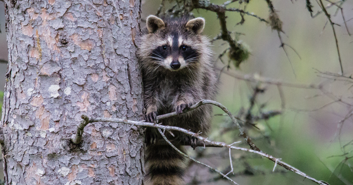 Richmond residents don’t need to fear raccoons: Understanding what’s causing behaviour is the first step in addressing it.