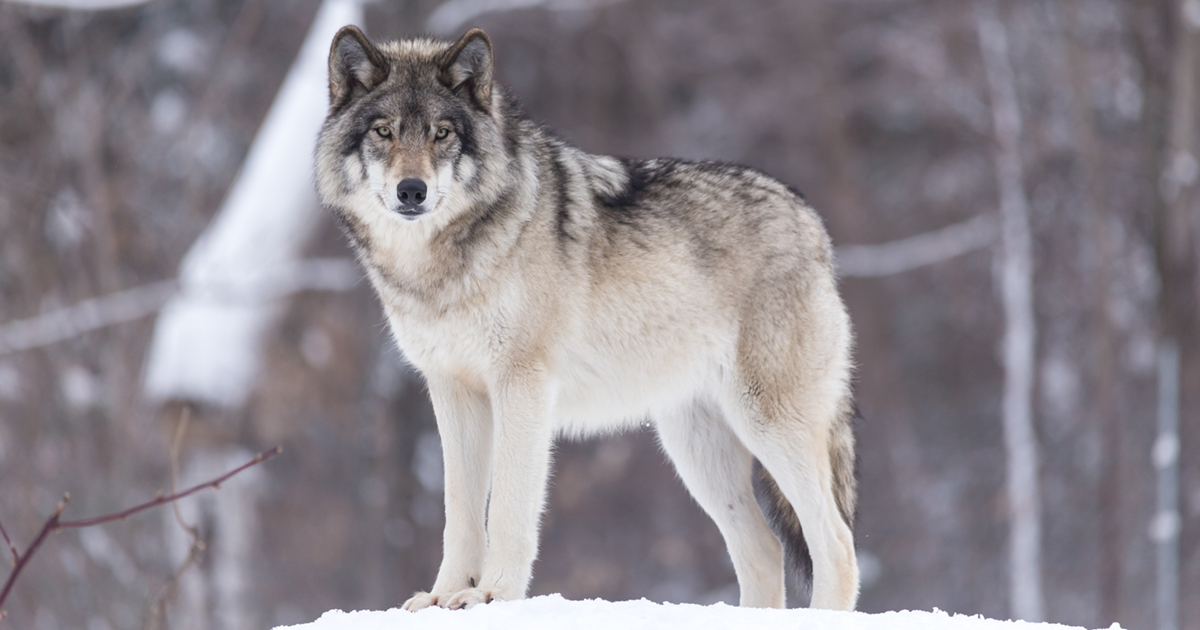 Pacific Wild sends cease and desist to province over wolf cull