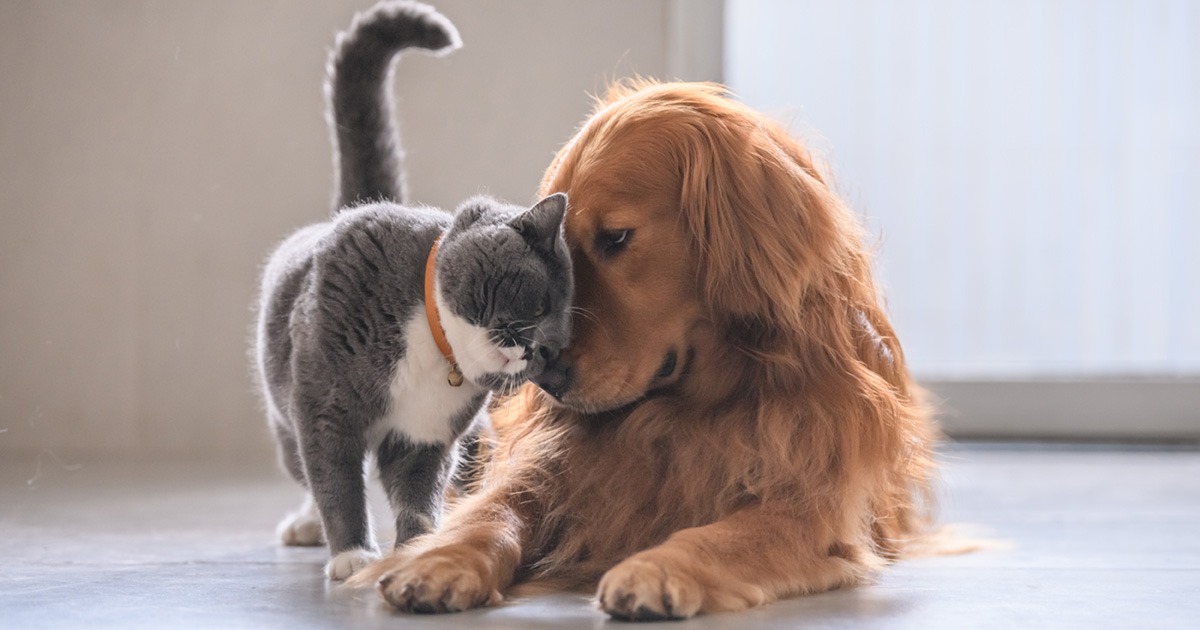 A will can protect your pets after you're gone and make sure their future care is binding.