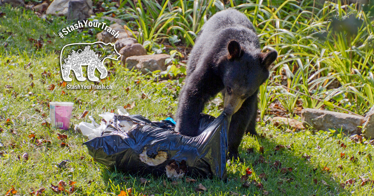 Pledge to #StashYourTrash in your community and learn how to locate attractants that can create conflict for animals!