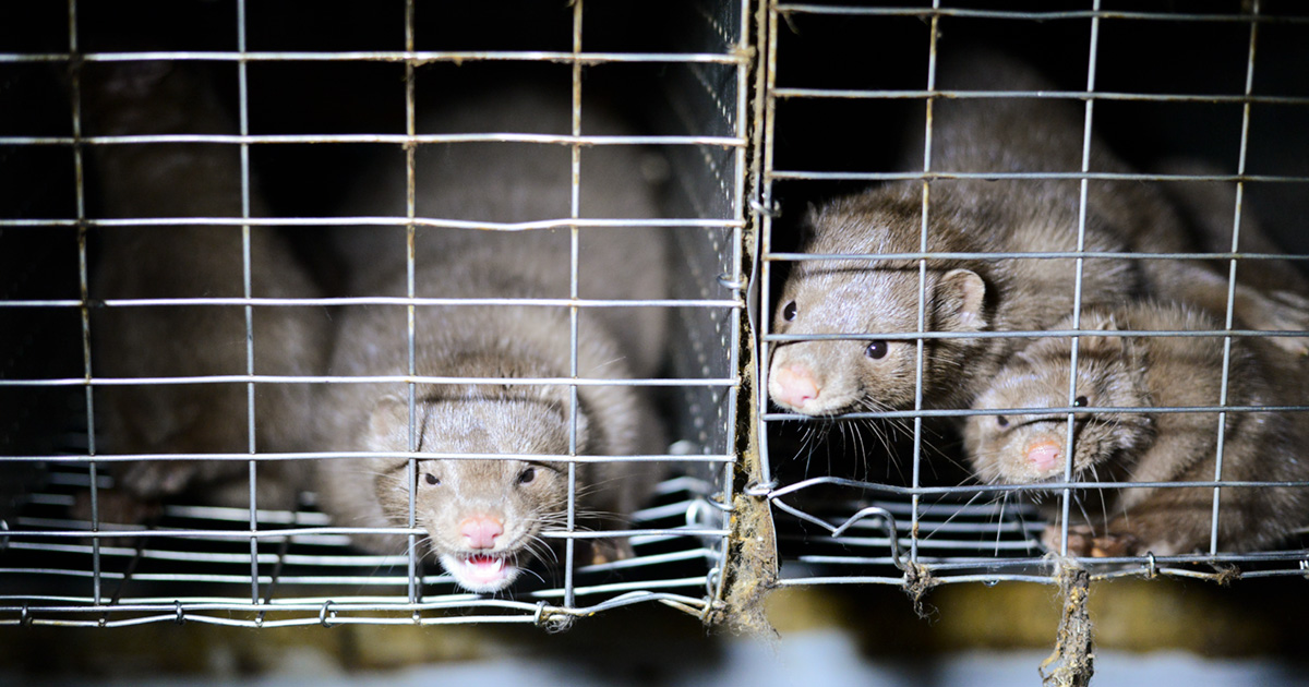Confined mink in a Canadian fur farm.