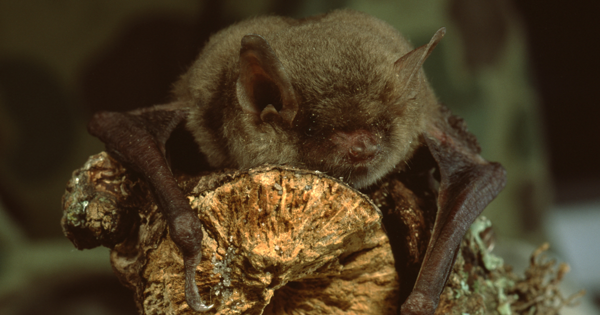 Researchers and rehabilitators could spread virus to wild bats, expert warns.