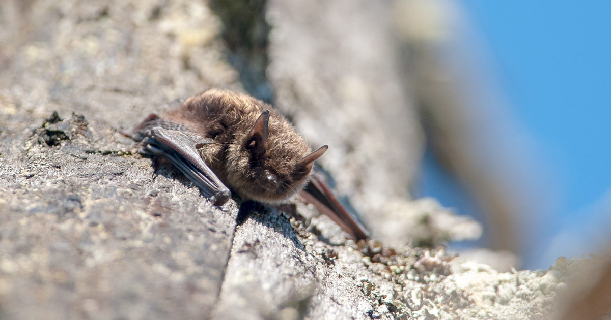 April 17 is International Bat Day, so we’re looking at why bats are so amazing.