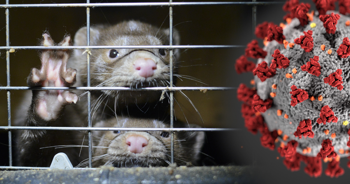 Coronavirus is spreading in European mink farms – yet BC’s mink farms haven’t been inspected in over a year.