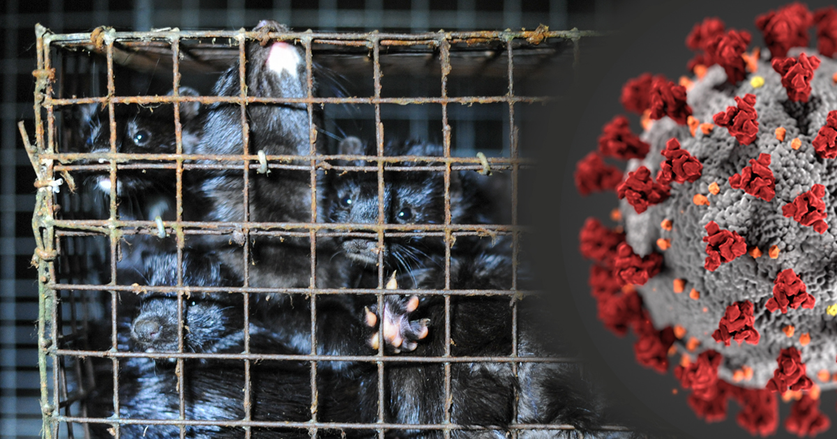 Photo of mink on a Canadian fur farm and inset image of coronavirus by CDC
