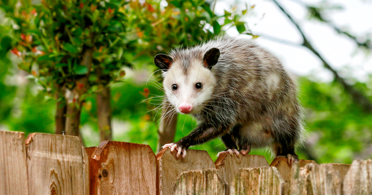 Learn the science behind tick population-busting possums!