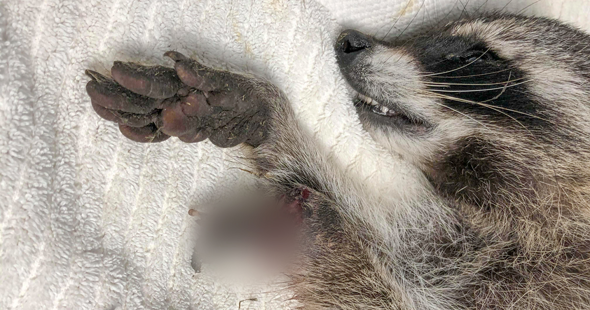 This image was censored due to its graphic nature. To reveal the original image, please click here. Image provided by Critter Care Wildlife Society.