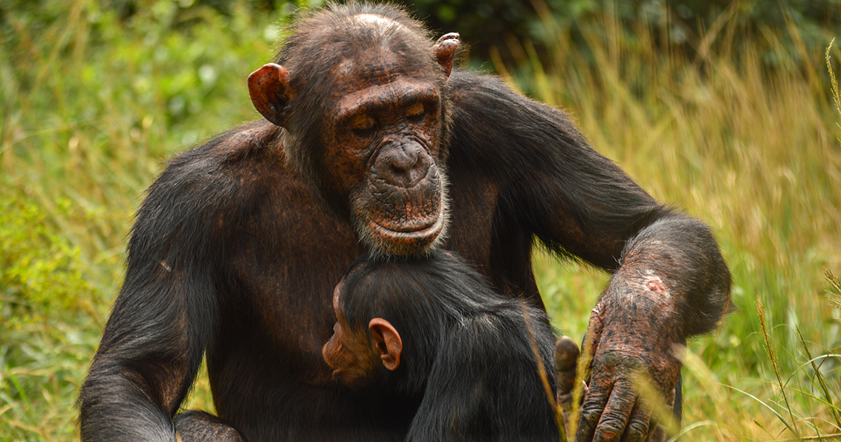 Chimpanzee mother, Tessa nursing her daughter Tina in the protected forests of the sanctuary. Photo by Ana Giovanetti