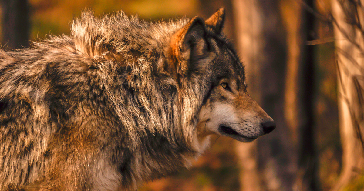 Nearly 500 wolves killed as part of cull to protect caribou.