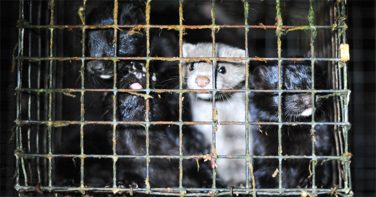 High percentage of mink tested positive on Aragon fur farm recently.