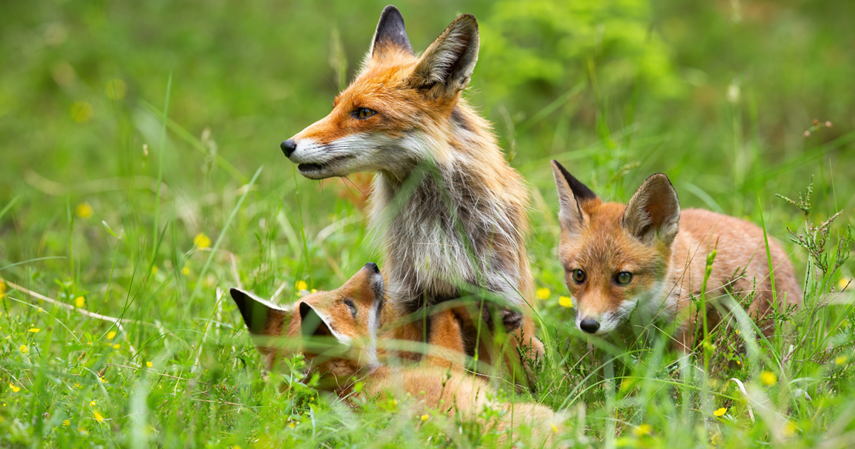 Make Fur History - a family of foxes