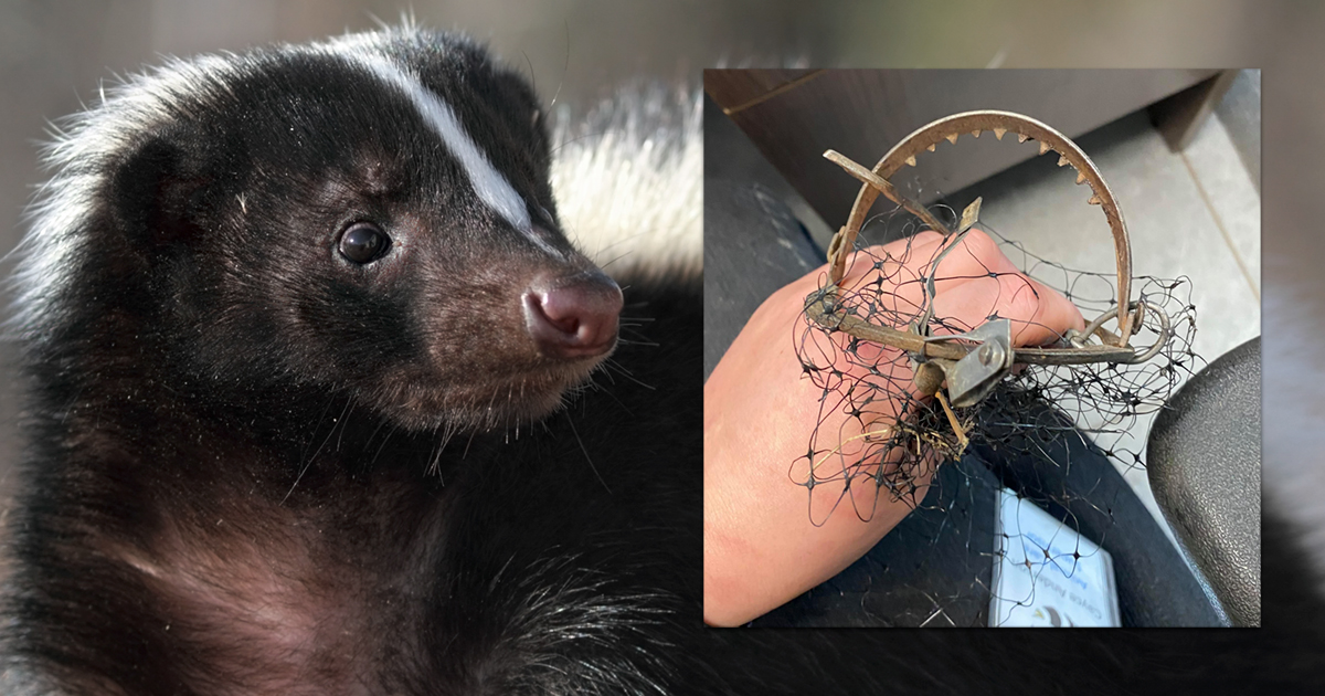 Photo of a skunk; Inset photo of trap by Critter Care Wildlife Society
