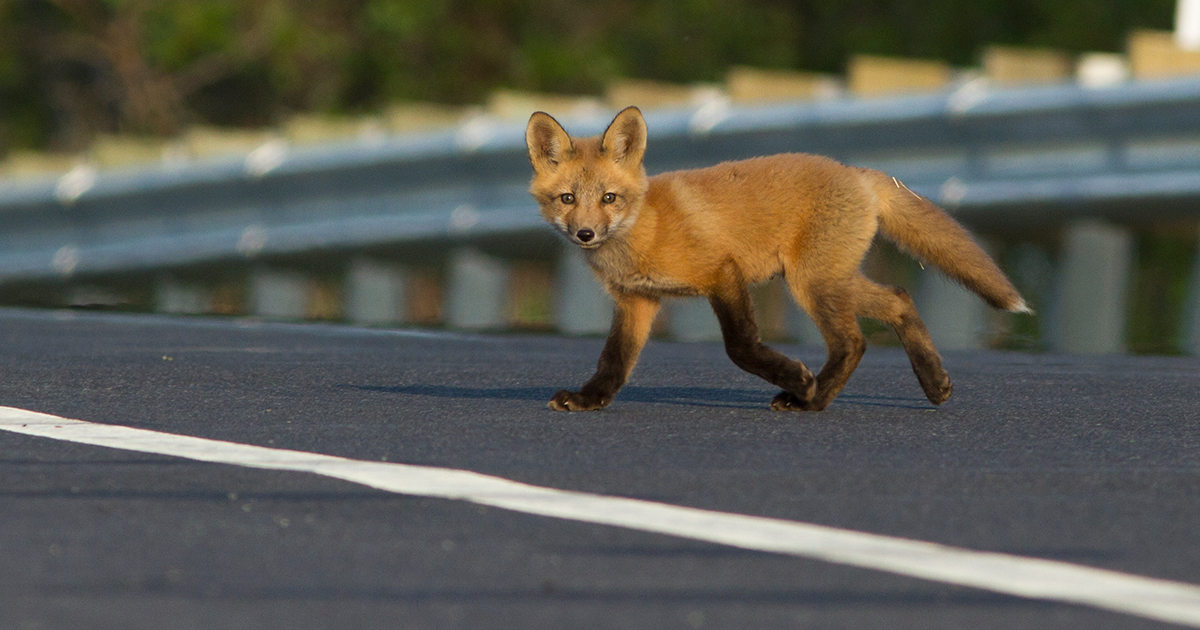 Back-to-school day is a big change for your local wildlife, too - The  Fur-Bearers
