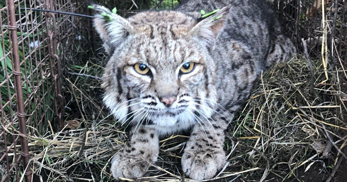 Rodenticides responsible for deaths of two big cats in California NPS photo of bobcat