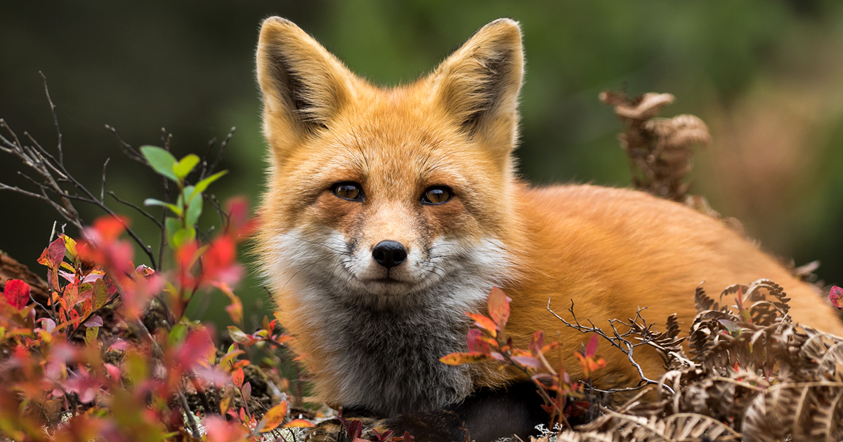 Eighty-one percent of Canadians oppose killing animals for their fur, according to a study conducted by Research Co.