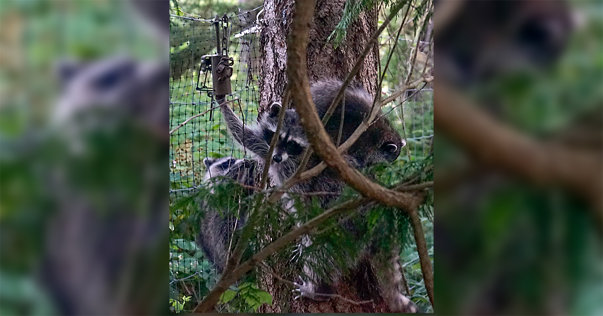 British Columbia trap raccoon kit The Fur-Bearers