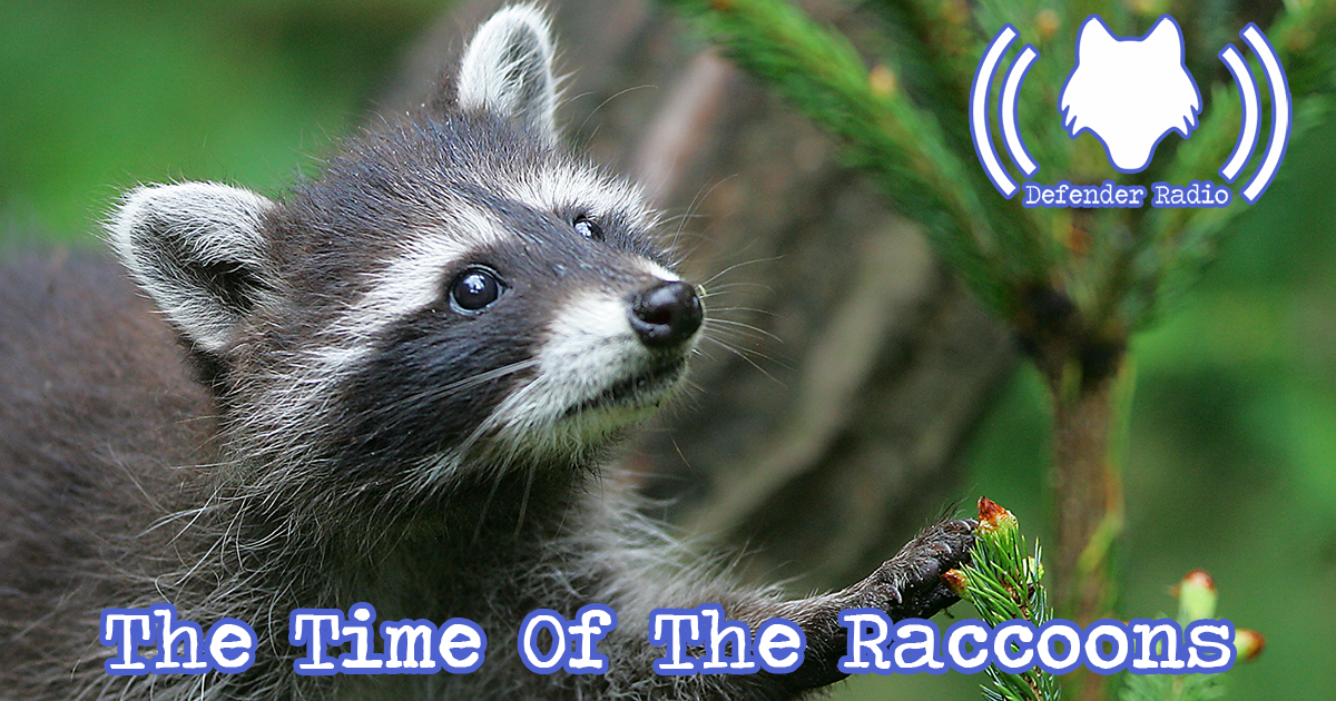 Defender Radio Podcast - The Time Of The Raccoons