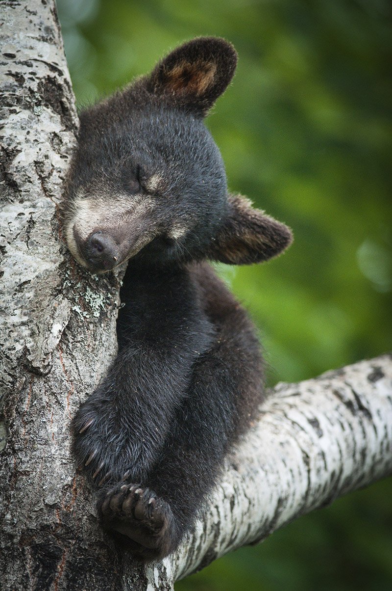 bear cub research