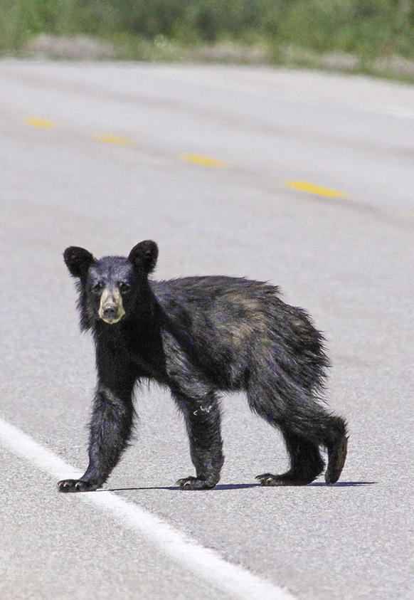 bear road safety wildlife