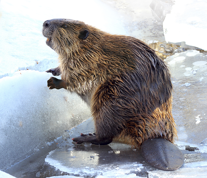 beaver winter compassion