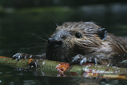 Stanley Park beaver mystery