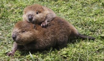beaver coexist Hamilton