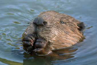 beaver, coexist, Alberta