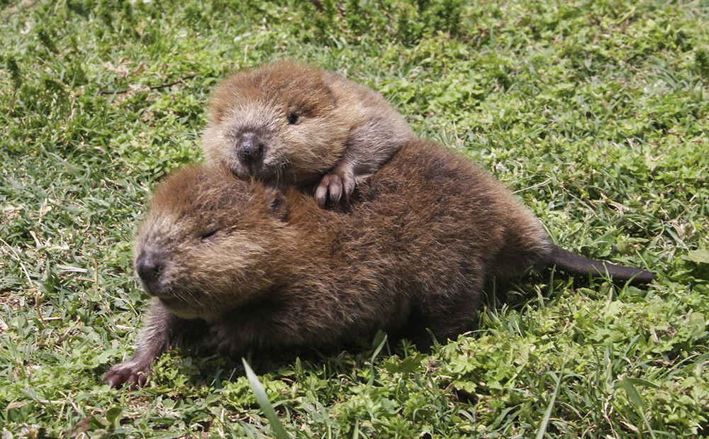 beaver kits