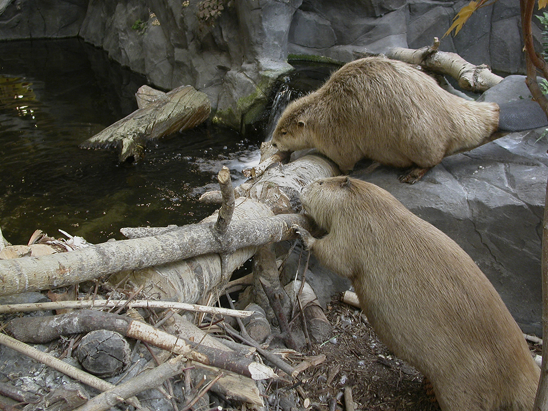 Beavers on dam