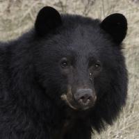 Black bear kerri martin photography